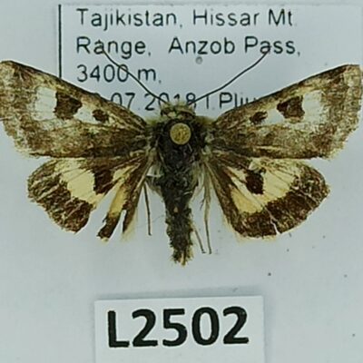 Noctuidae sp., male, B/C, Tajikistan