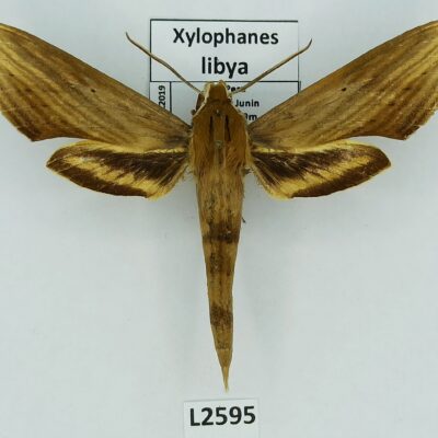 Sphingidae, Xylophanes libya, male, A1-/A2-, Peru
