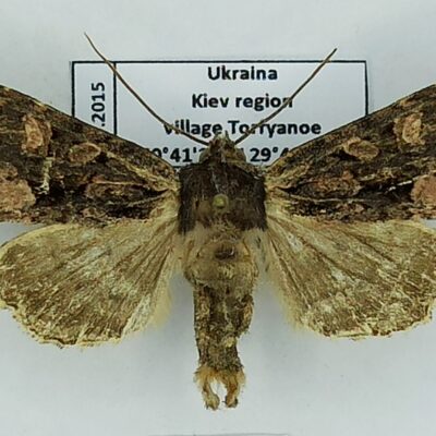 Noctuidae, Mniotype satura, male, A2-, Ukraine