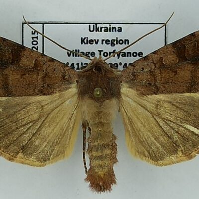 Noctuidae, Xestia baja, A1-, Ukraine