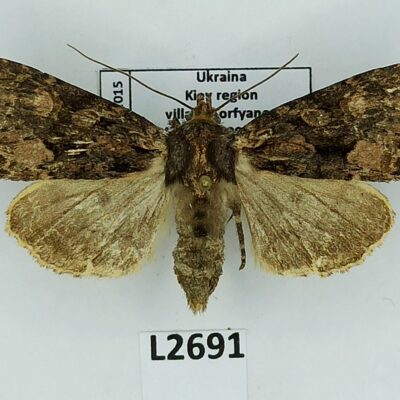 Noctuidae, Mniotype satura, A-, Ukraine