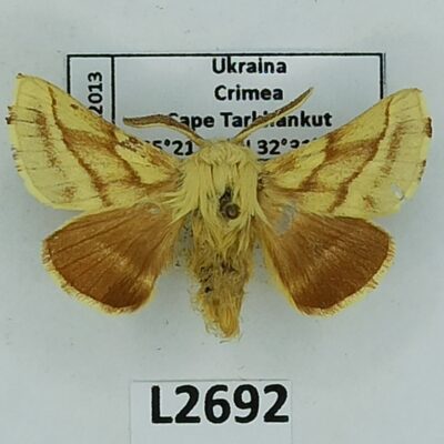 Lasiocampidae, Malacosoma castrensis, male, A2-, Ukraine