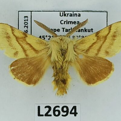 Lasiocampidae, Malacosoma castrensis, male, A1-/A2-, Ukraine