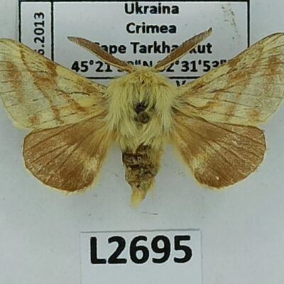 Lasiocampidae, Malacosoma castrensis, male, A-, Ukraine