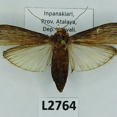 Lepidoptera sp., A-, Peru