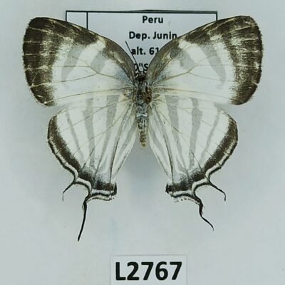 Lycaenidae, Theclinae sp., A1-, Peru
