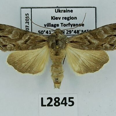 Noctuidae, Cucullia fraudatrix, A1, Ukraine