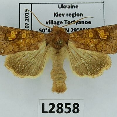 Noctuidae, Amphipoea sp., A1-, Ukraine