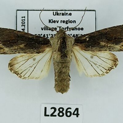 Noctuidae, Egira conspicillaris, A1, Ukraine