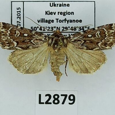 Noctuidae, Lycophotia porphyrea, A1-, Ukraine
