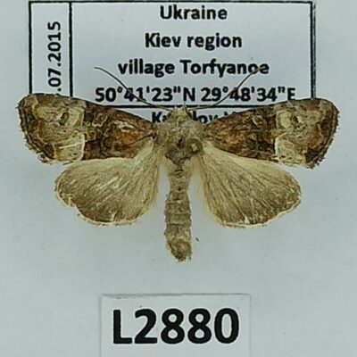 Noctuidae, Mesoligia furuncula, A1-/A2-, Ukraine