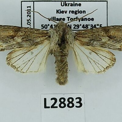 Noctuidae, Egira conspicillaris, A1-, Ukraine