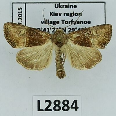 Noctuidae, Mesoligia furuncula, A1-/A2-, Ukraine