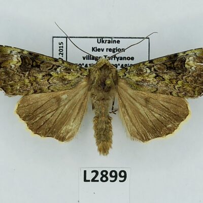 Noctuidae, Anaplectoides prasina, B, Ukraine