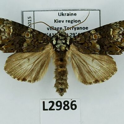 Noctuidae, Craniophora ligustri, A1, Ukraine