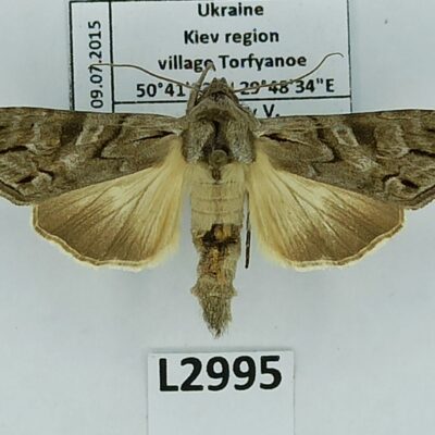 Noctuidae, Cucullia fraudatrix, A1-, Ukraine