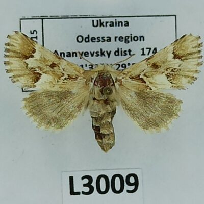 Noctuidae, Oxicesta geographica, female, A-, Ukraine