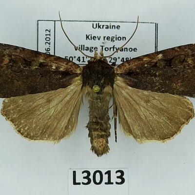 Noctuidae, Eugraphe sigma, A1-, Ukraine
