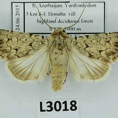 Noctuidae, Dichagyris squalidior, A1-, Azerbaijan