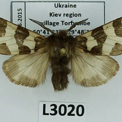Erebidae, Arctiinae, Watsonarctia deserta daserta, male, A1-, Ukraine