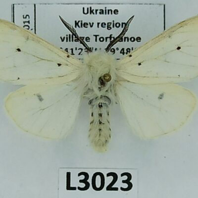 Erebidae, Arctiinae, Spilosoma lubricipeda, male, A1-, Ukraine
