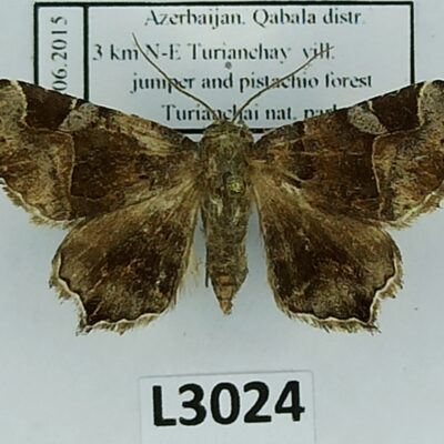 Erebidae, Zethes insularis, A1/-A2-, Azerbaijan