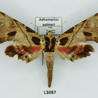 Sphingidae, Adhemarius palmeri, male, B, Peru