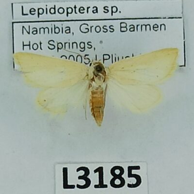 Lepidoptera sp., Namibia