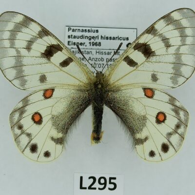 Parnassius staudingeri hissaricus, female, A1+, Tajikistan