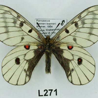 Parnassius bremeri bremeri, male, A1, ABERRATION, Russia