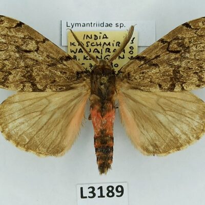 Erebidae, Lymantriinae sp., male, India