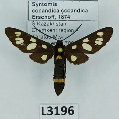 Erebidae, Arctiinae, Amata (Syntomis) cocandica cocandica, A1/A1-, Kazakhstan