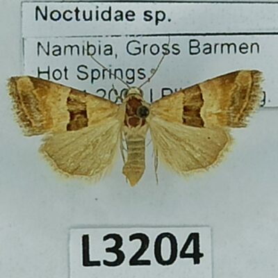 Noctuidae sp., Namibia