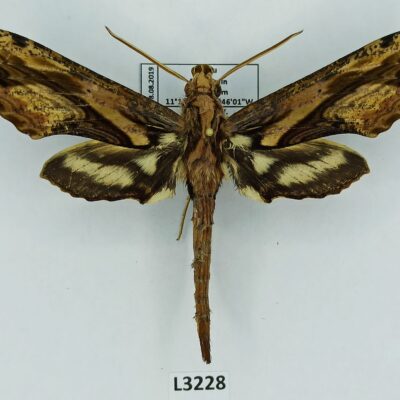 Sphingidae, Xylophanes crenulata, male, A1, Peru