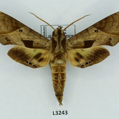 Sphingidae, Eumorpha satellitia licaon, male, A2-, Peru