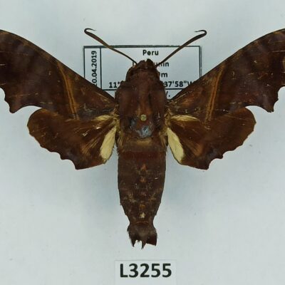 Sphingidae, Enyo ocypete, A1, male, Peru