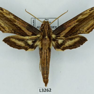 Sphingidae, Xylophanes guianensis, male, A1-/A2-, Peru