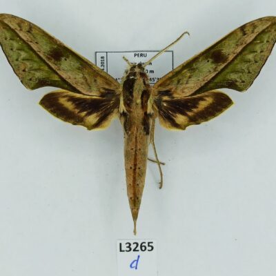 Sphingidae, Xylophanes docilis, male, A1-/A2-, Peru