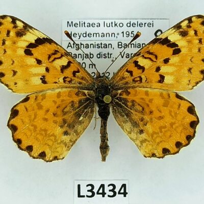 Nymphalidae, Melitaea lutko delerei, female, A1-, Afghanistan