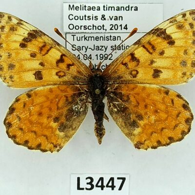 Nymphalidae, Melitaea timandra, female, B, Turkmenistan