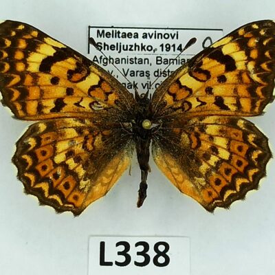 Nymphalidae, Melitaea avinovi, female, A1-, Afghanistan, RARE