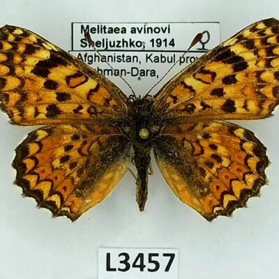 Nymphalidae, Melitaea avinovi, female, A1/-A2-, Afghanistan