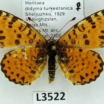 Nymphalidae, Melitaea didyma turkestanica, female, B, Kyrgyzstan