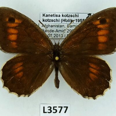 Nymphalidae, Satyrinae, Kanetisa kotzschi kotzschi, male, A1-, Afghanistan