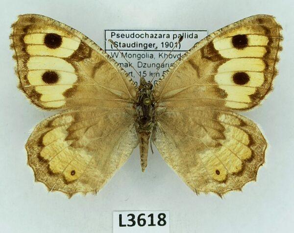 Nymphalidae, Satyrinae, Pseudochazara pallida, female, A2-, Mongolia