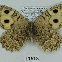 Nymphalidae, Satyrinae, Pseudochazara pallida, female, A2-, Mongolia - Image 3