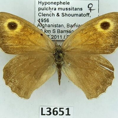 Nymphalidae, Satyrinae, Hyponephele pulchra mussitans, female, B, Afghanistan