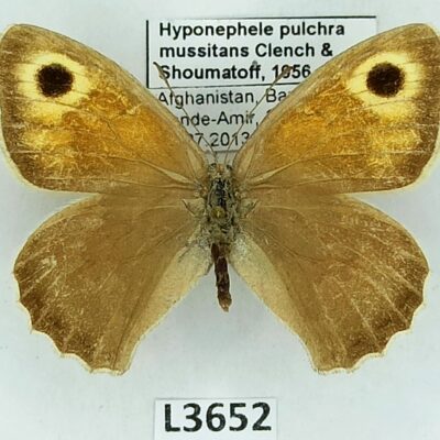 Nymphalidae, Satyrinae, Hyponephele pulchra mussitans, female, A2-, Afghanistan