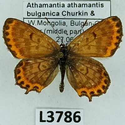 Lycaenidae, Athamanthia athamantis bulganica, male, A2-, Mongolia