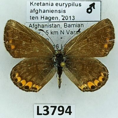 Lycaenidae, Kretania eurypilus afghaniensis, male, B, Afghanistan
